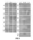 Fig. 05 - Methods of sterilizing fetal support tissues