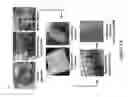 Fig. 02 - Amniotic Membrane Powder and Methods of Making