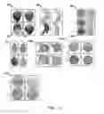 Fig. 08 - PROCESS OF FOOD PRESERVATION WITH HYDROGEN SULFIDE