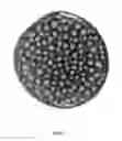 Fig. 02 - COMPOSITION FOR SURFACE DECORATION AND THE PRODUCTION OF VARIOUS OBJECTS, AND PREPARATION METHOD THEREOF