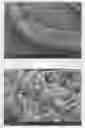 Fig. 01 - Lithium-sulfur secondary battery containing gradient electrolyte
