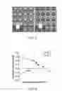 Fig. 06 - Microstructured cathode for self-regulated oxygen generation and consumption