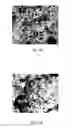 Fig. 08 - Cu-based cermet materials for solid oxide fuel cells