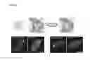Fig. 06 - FLUORESCENT TWO-HYBRID (F2H) ASSAY FOR DIRECT VISUALIZATION OF PROTEIN INTERACTIONS IN LIVING CELLS