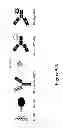 Fig. 07 - Method for the detection of a binding partner of a multispecific binder