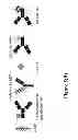 Fig. 08 - Method for the detection of a binding partner of a multispecific binder