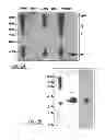 Fig. 03 - Method and composition for a protein transduction technology and its applications