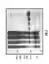 Fig. 04 - Method and composition for a protein transduction technology and its applications