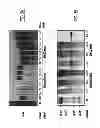 Fig. 06 - Method and composition for a protein transduction technology and its applications