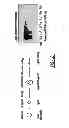 Fig. 09 - Method and composition for a protein transduction technology and its applications