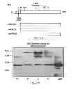 Fig. 10 - Method and composition for a protein transduction technology and its applications