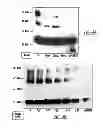 Fig. 12 - Method and composition for a protein transduction technology and its applications