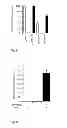 Fig. 06 - Method for producing disulfide bond containing proteins in a prokaryotic cytoplasm