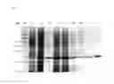 Fig. 02 - Solubility enhancing peptide and use thereof