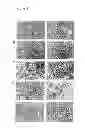 Fig. 02 - Islet Cells From Human Embryonic Stem Cells