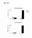 Fig. 08 - Islet Cells From Human Embryonic Stem Cells