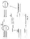 Fig. 05 - Combined hairpin-antisense compositions and methods for modulating expression