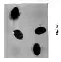 Fig. 13 - Combined hairpin-antisense compositions and methods for modulating expression