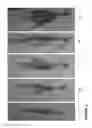 Fig. 03 - Plant Growth Enhancing Mixture and Method of Applying Same