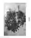 Fig. 09 - Plant Growth Enhancing Mixture and Method of Applying Same