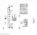 Fig. 02 - Methods for Assessing Risk for Cardiac Dysrythmia in a Human Subject