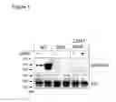 Fig. 02 - METHOD FOR PREDICTING RESPONSE TO ENDOCRINE THERAPY