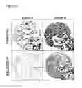 Fig. 06 - METHOD FOR PREDICTING RESPONSE TO ENDOCRINE THERAPY