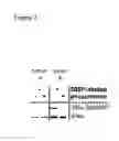 Fig. 08 - METHOD FOR PREDICTING RESPONSE TO ENDOCRINE THERAPY