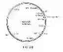 Fig. 05 - FUNCTIONAL CELL SURFACE DISPLAY OF LIGANDS FOR THE INSULIN AND/OR INSULIN GROWTH FACTOR 1 RECEPTOR AND APPLICATIONS THEREOF