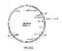 Fig. 06 - FUNCTIONAL CELL SURFACE DISPLAY OF LIGANDS FOR THE INSULIN AND/OR INSULIN GROWTH FACTOR 1 RECEPTOR AND APPLICATIONS THEREOF