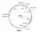 Fig. 09 - FUNCTIONAL CELL SURFACE DISPLAY OF LIGANDS FOR THE INSULIN AND/OR INSULIN GROWTH FACTOR 1 RECEPTOR AND APPLICATIONS THEREOF