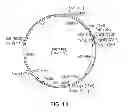 Fig. 16 - FUNCTIONAL CELL SURFACE DISPLAY OF LIGANDS FOR THE INSULIN AND/OR INSULIN GROWTH FACTOR 1 RECEPTOR AND APPLICATIONS THEREOF