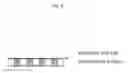 Fig. 04 - BASE FOR USE IN AMPLIFICATION OF NUCLEIC ACID AND METHOD FOR AMPLIFYING NUCLEIC ACID