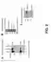 Fig. 03 - Compounds for inhibition of MMP13-substrate interactions and methods of use thereof to treat osteoarthritis and cartilage degeneration