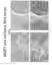 Fig. 41 - Compounds for inhibition of MMP13-substrate interactions and methods of use thereof to treat osteoarthritis and cartilage degeneration