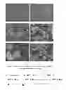 Fig. 02 - Fusion protein comprising circularly permuted form of trail/Apo2L, coding gene and use thereof