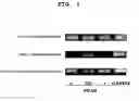 Fig. 02 - Pharmaceutical containing PPAR-delta agonist