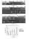 Fig. 20 - Method for reducing expression of downregulated in renal cell carcinoma in malignant gliomas