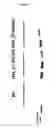 Fig. 22 - Antisense nucleic acids