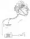 Fig. 01 - Representation and identification of activity patterns during electro-physiology mapping using vector fields