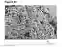 Fig. 07 - Macrolide particulates, methods for preparation, and medical devices associated therewith