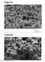 Fig. 09 - Macrolide particulates, methods for preparation, and medical devices associated therewith