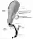 Fig. 01 - Methods and apparatus for magnet-induced compression anastomosis between adjacent organs