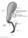 Fig. 02 - Methods and apparatus for magnet-induced compression anastomosis between adjacent organs