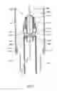 Fig. 09 - EMBOLISM FILTER WITH SELF-DEPLOYABLE GUIDEWIRE STOP