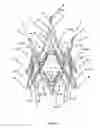 Fig. 05 - Endoprosthesis for implantation in the heart of a patient