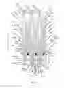 Fig. 06 - Endoprosthesis for implantation in the heart of a patient