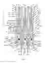 Fig. 17 - Endoprosthesis for implantation in the heart of a patient