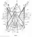 Fig. 23 - Endoprosthesis for implantation in the heart of a patient