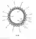 Fig. 48 - Endoprosthesis for implantation in the heart of a patient
